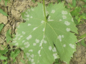 Foglie di vite con sintomi clorotici e necrotici di peronospora