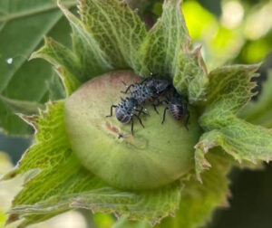 Frutti di nocciolo con cimice asiatica
