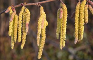 Fiori maschili del nocciolo in fase di fioritura