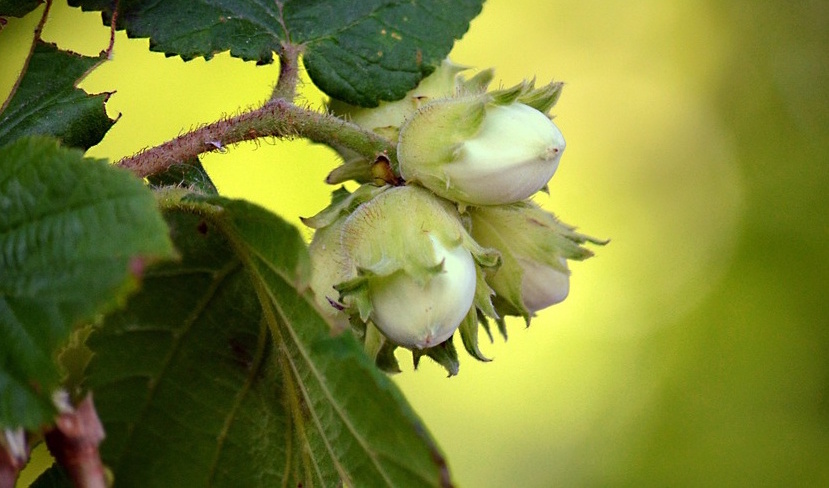 frutto di nocciolo