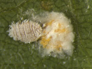 cocciniglia della vite