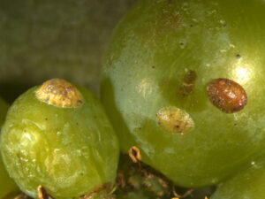 Cocciniglia della vite