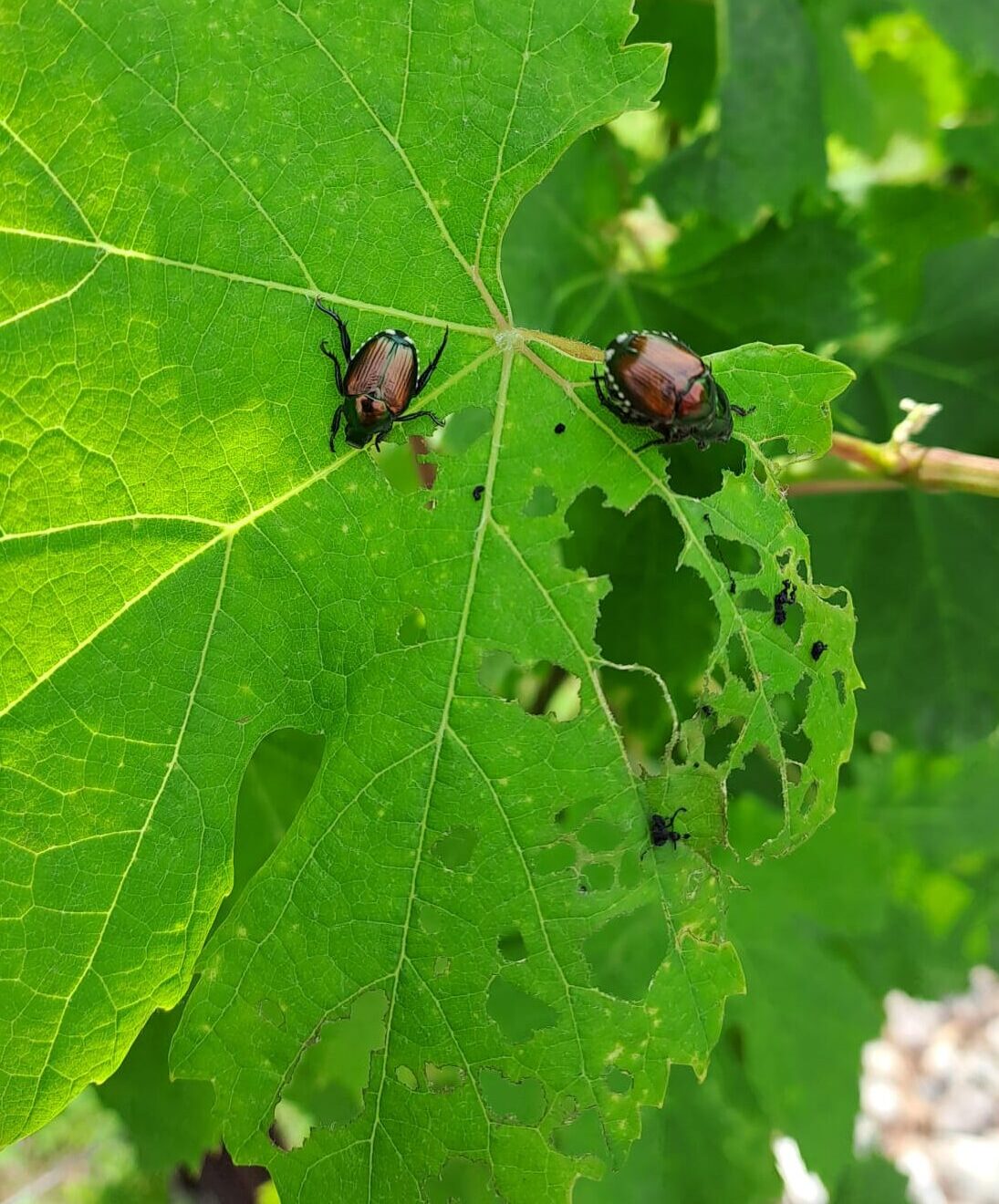 Popillia japonica