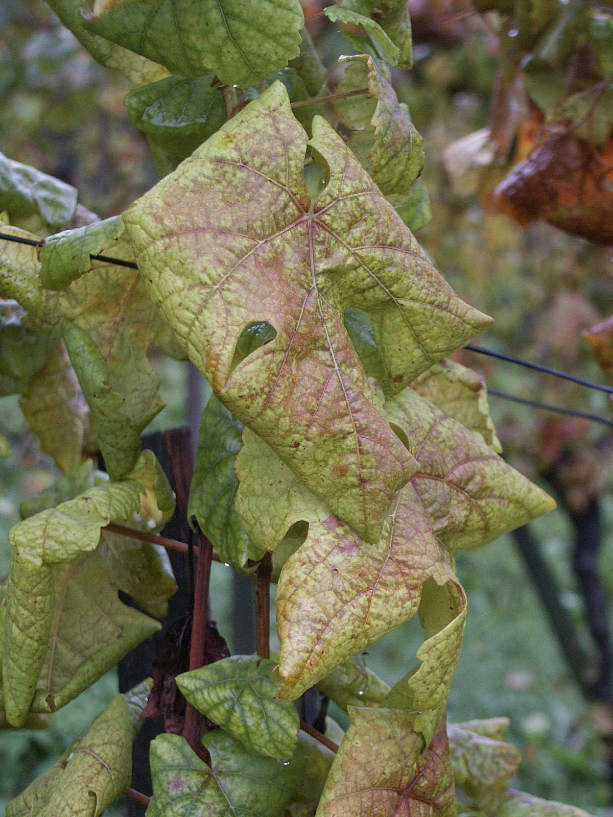 sintomi di flavescenza dorata