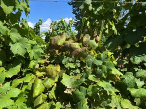 Sintomi fogliari di Flavescenza dorata