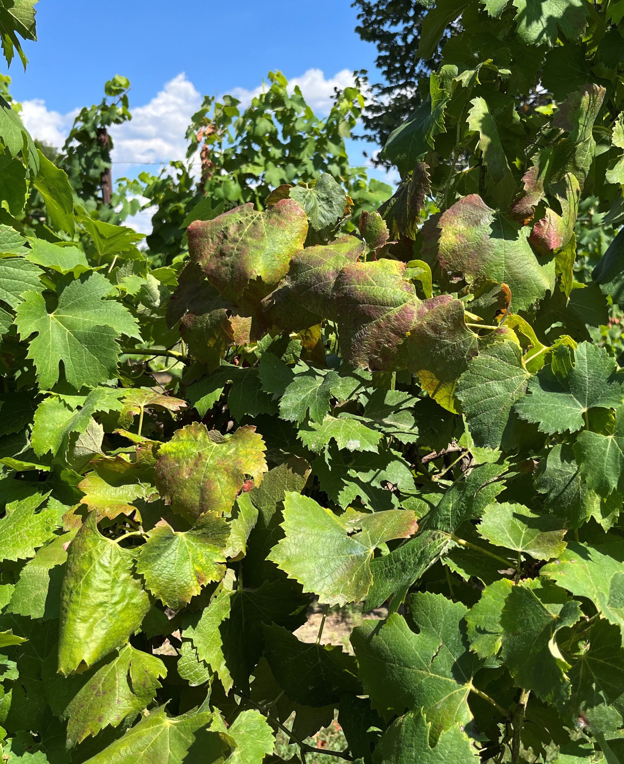 sintomi di flavescenza dorata
