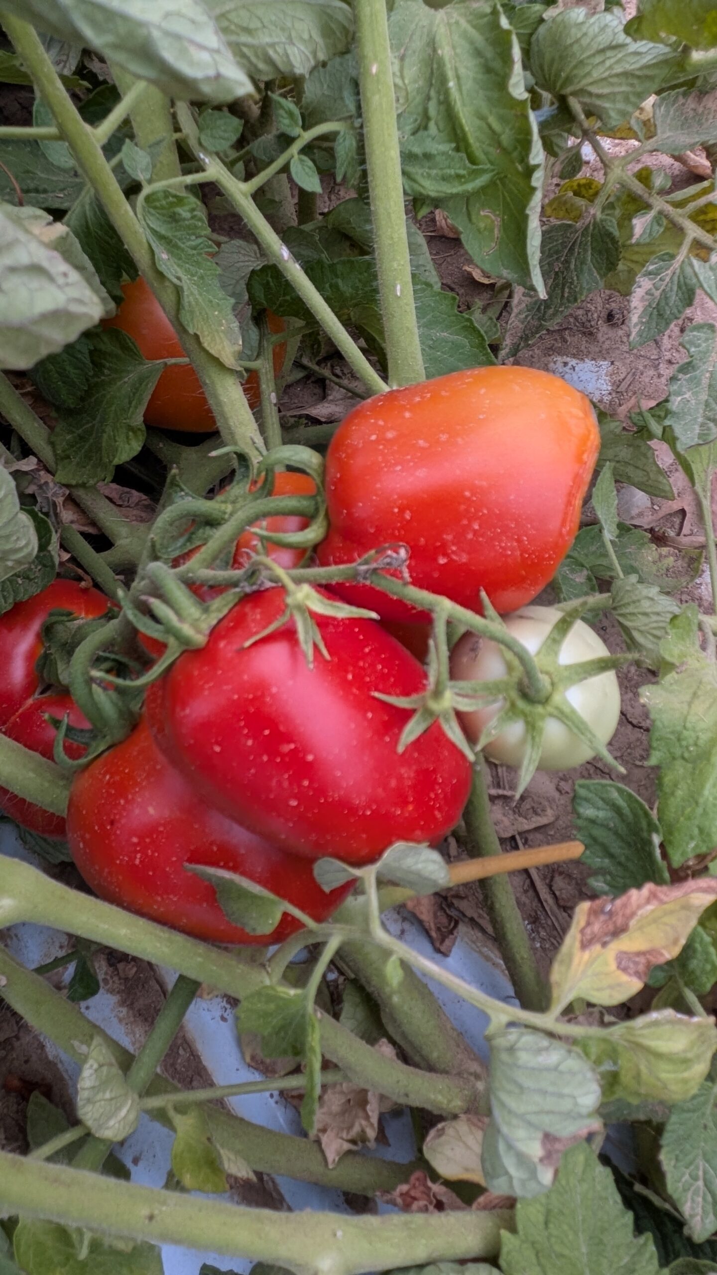 coltivazione pomodoro da industria