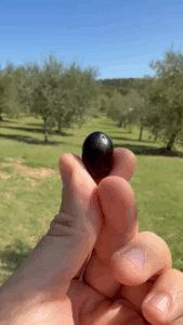 Oliveto in Toscana a Scandicci