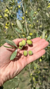 Come abbiamo trattato un oliveto in Toscana a Scandicci