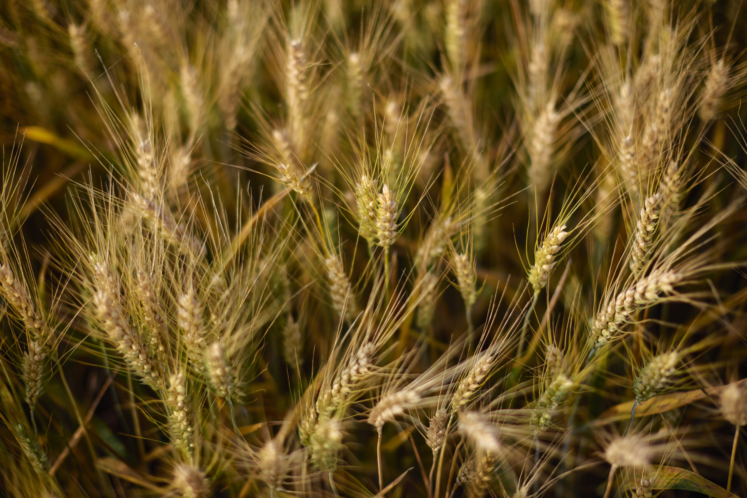 Cerealicoltura italiana