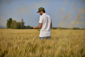 Tecnico Diachem compie verifiche in campo sui cereali