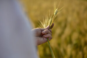 Cerealicoltura italiana