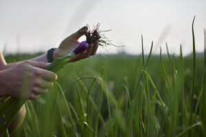 Come è fatta una pianta di cipolla