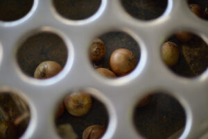 La coltivazione della cipolla