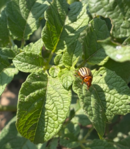 Dorifora patata