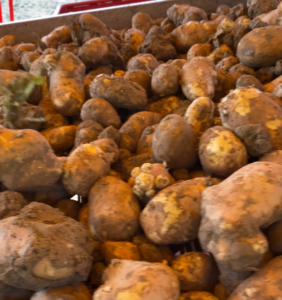 Produzione patata da industria