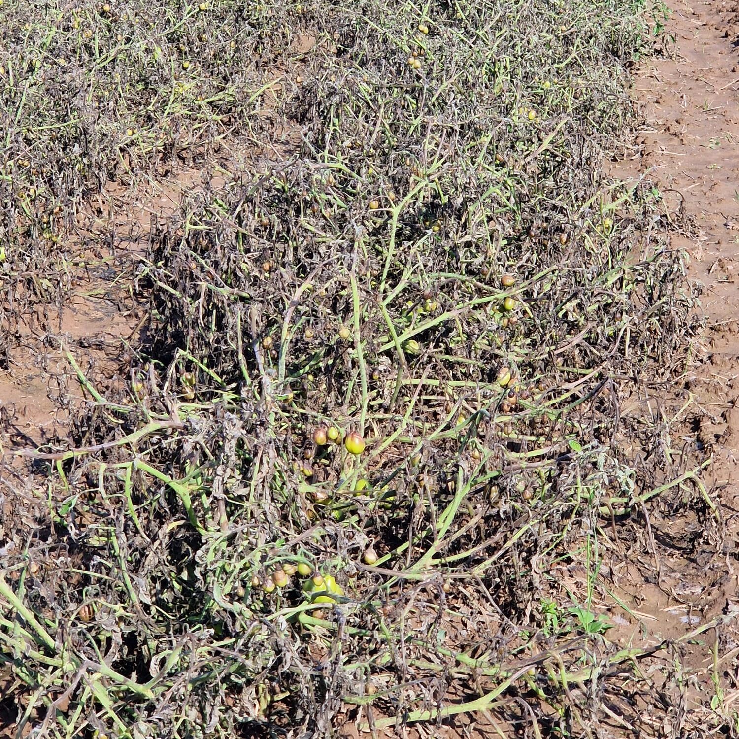 sintomi peronospora pomodoro