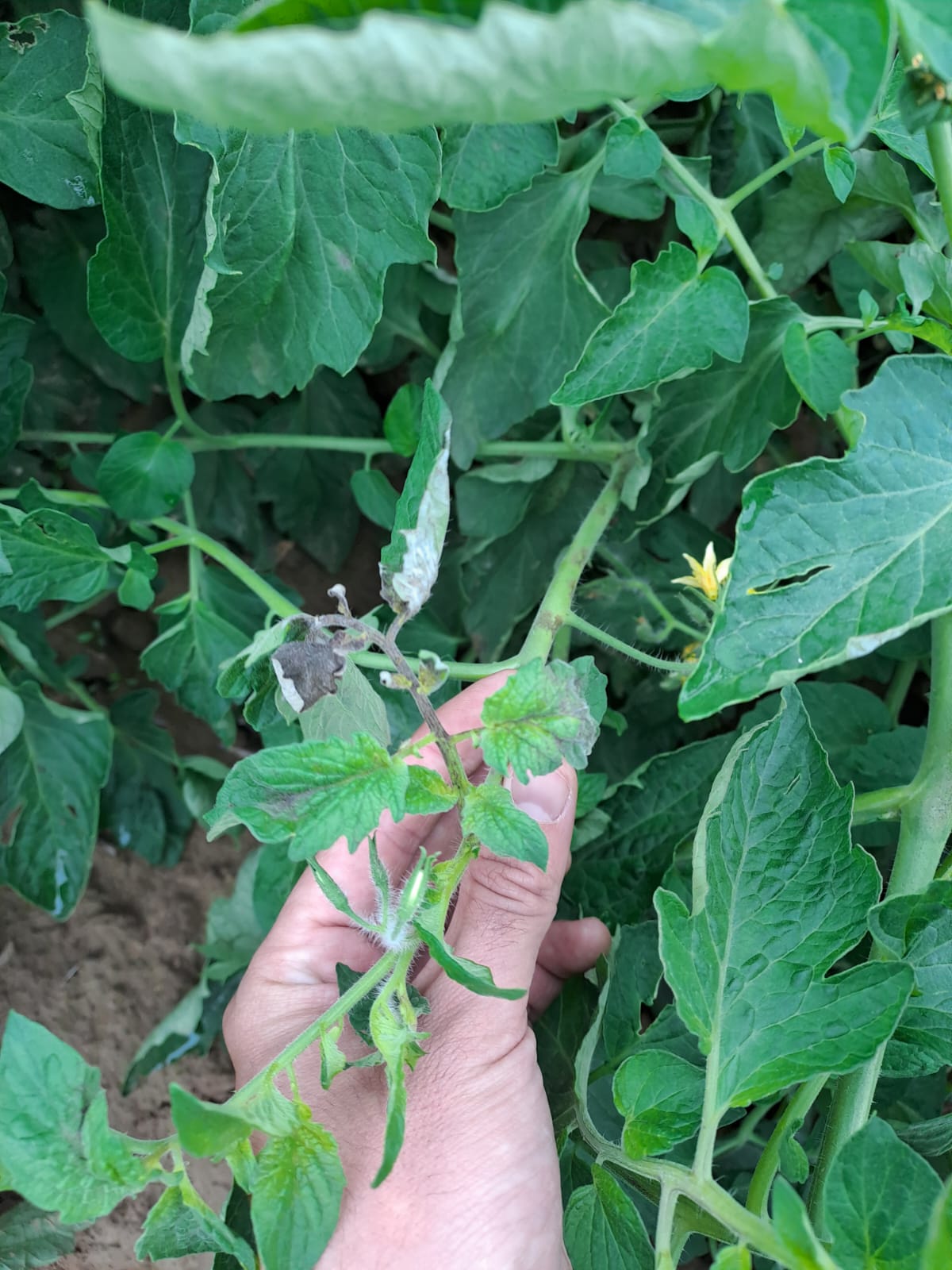 sintomi peronospora pomodoro