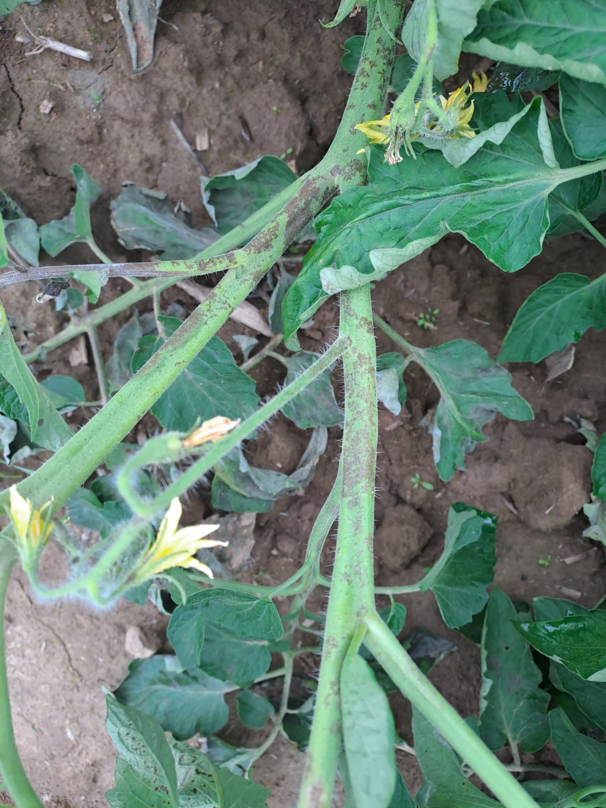 sintomi peronospora pomodoro