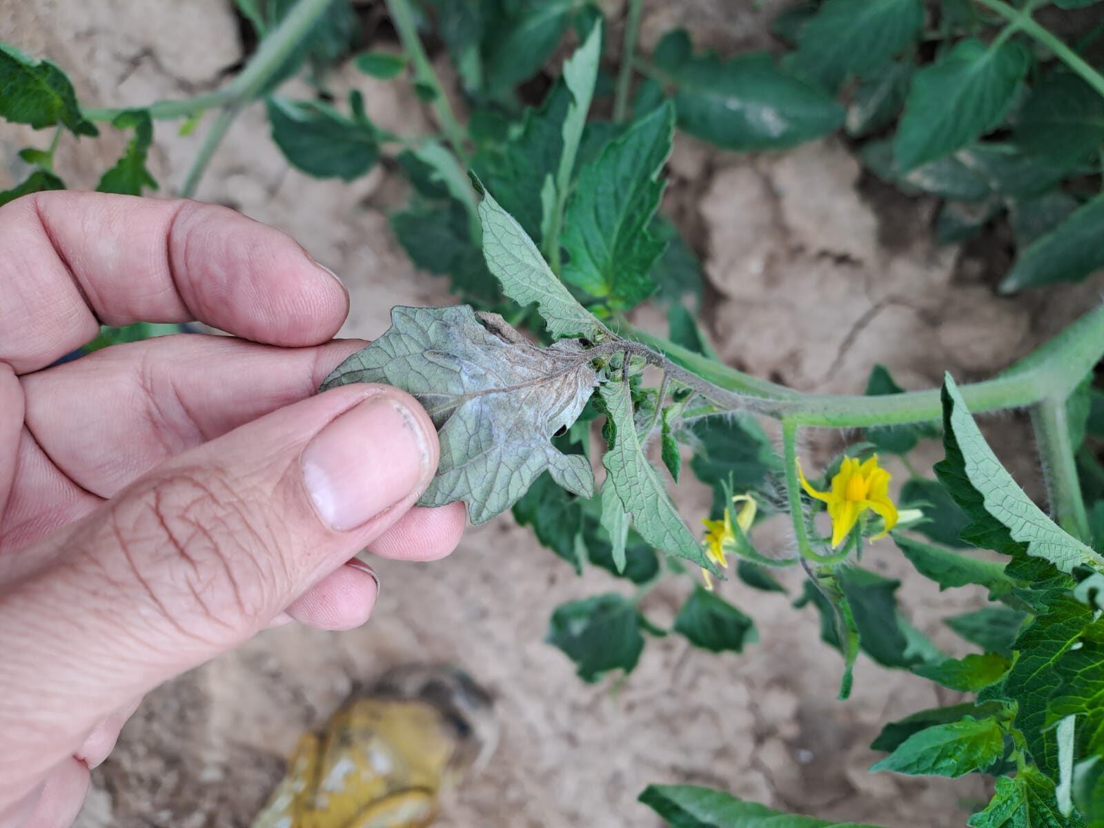 sintomi peronospora pomodoro