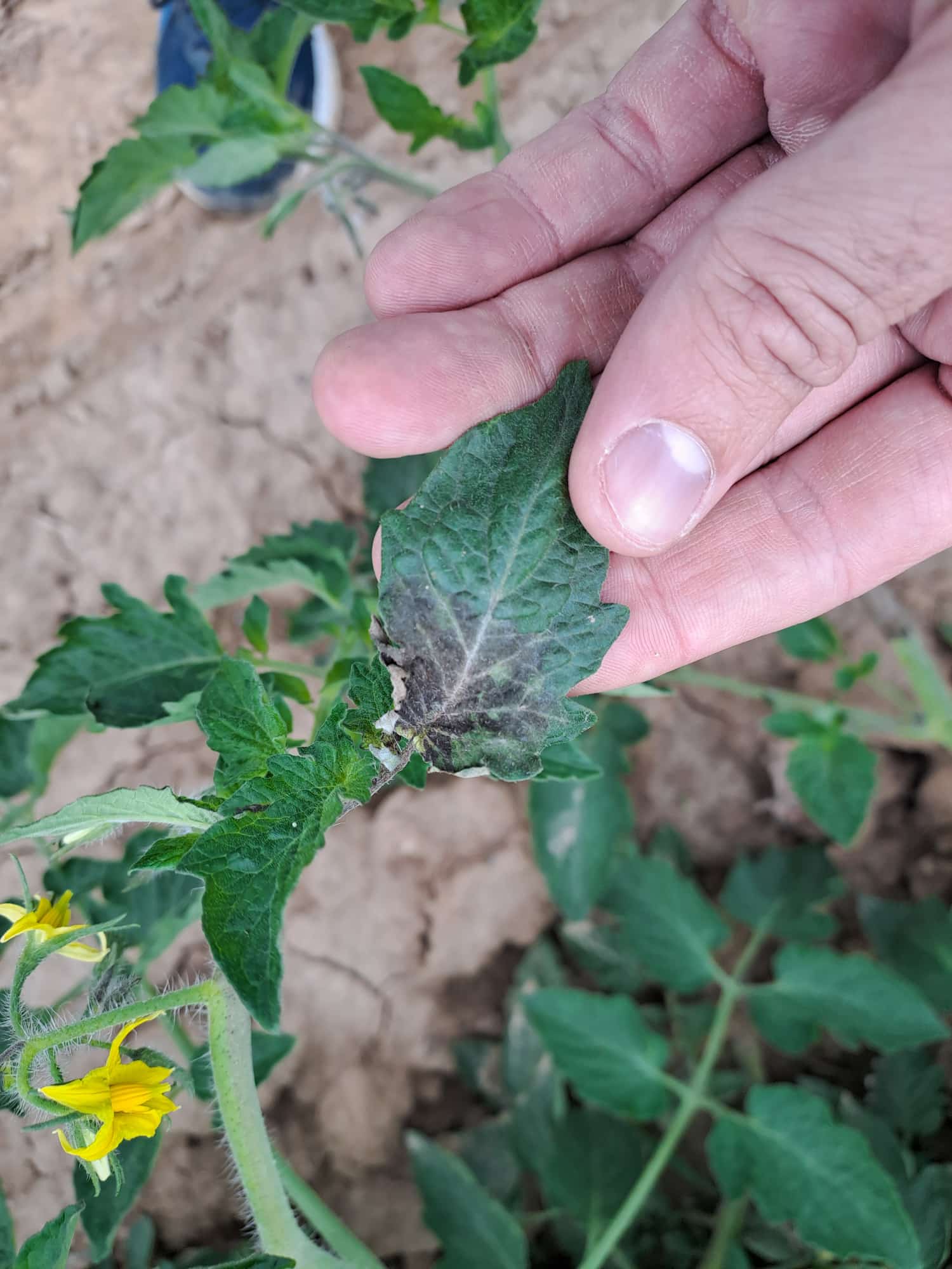 sintomi peronospora pomodoro