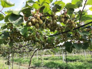 Kiwi a polpa gialla