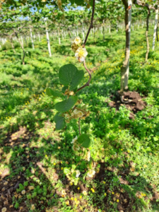 Kiwi in fioritura