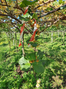 Kiwi in fioritura