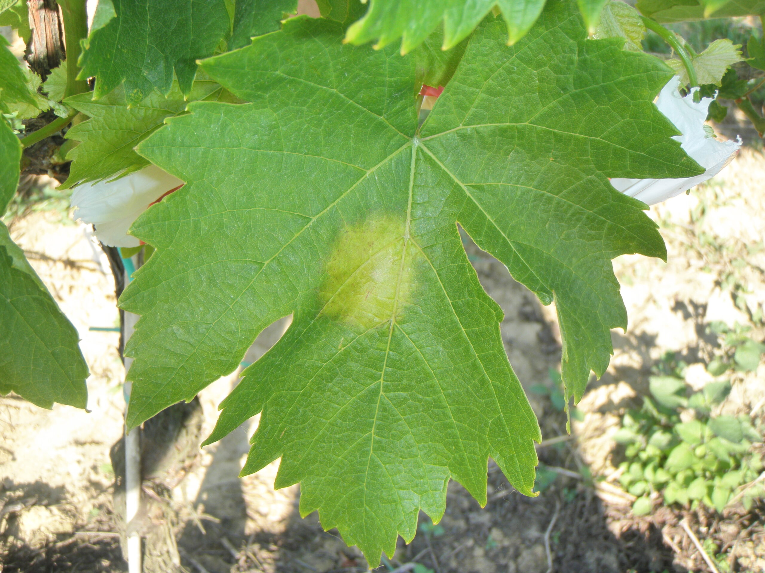 peronospora della vite