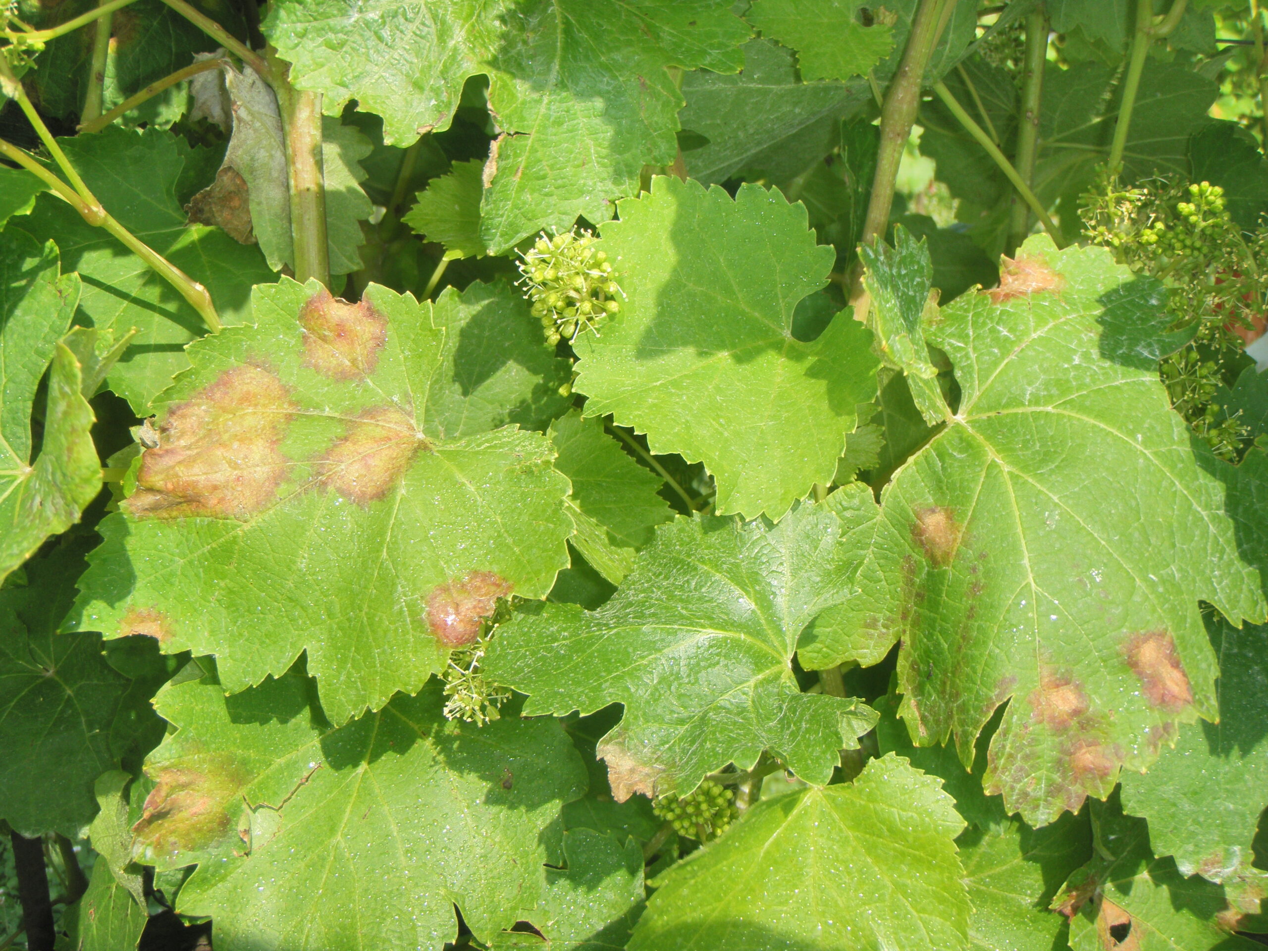peronospora della vite