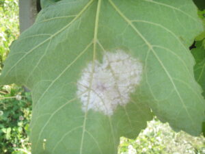 Vine leaves with chlorotic and necrotic symptoms of downy mildew
