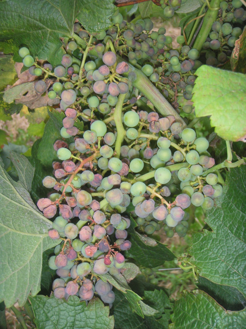 peronospora della vite