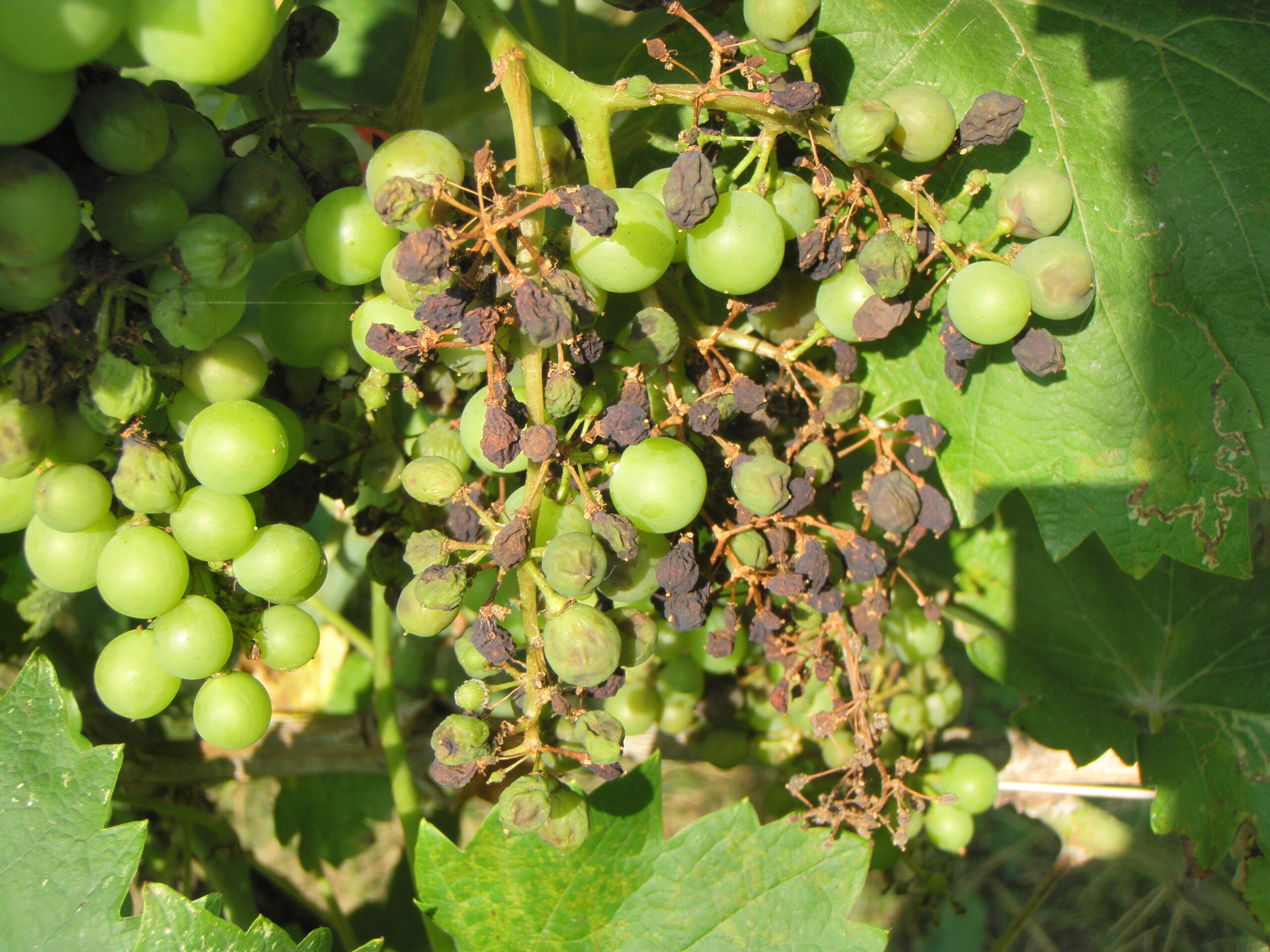 peronospora della vite