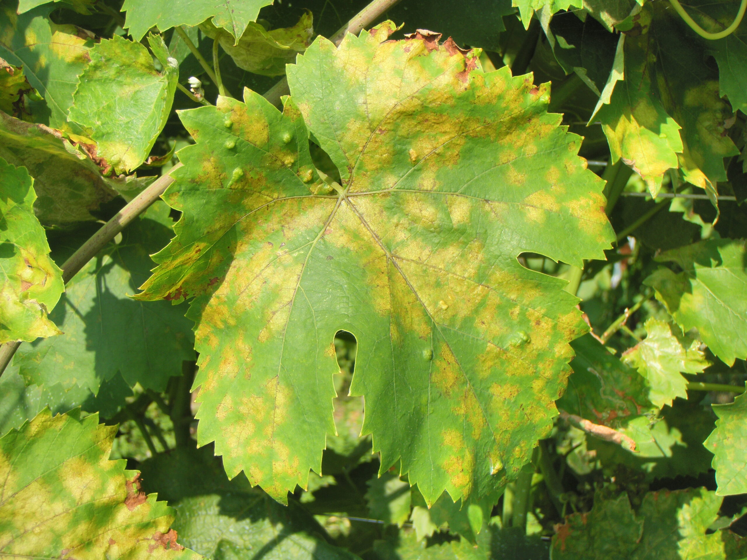 peronospora della vite