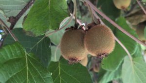 Coltivare kiwi in Italia