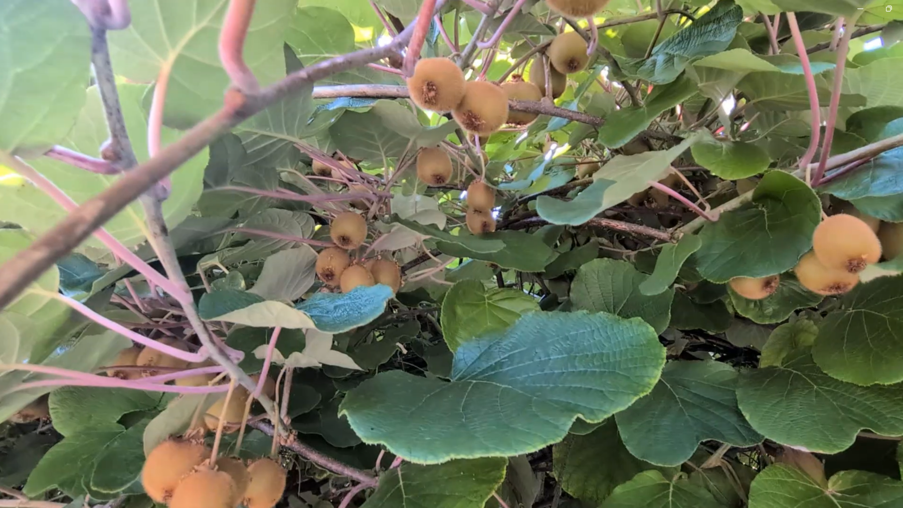 coltivare kiwi in Italia