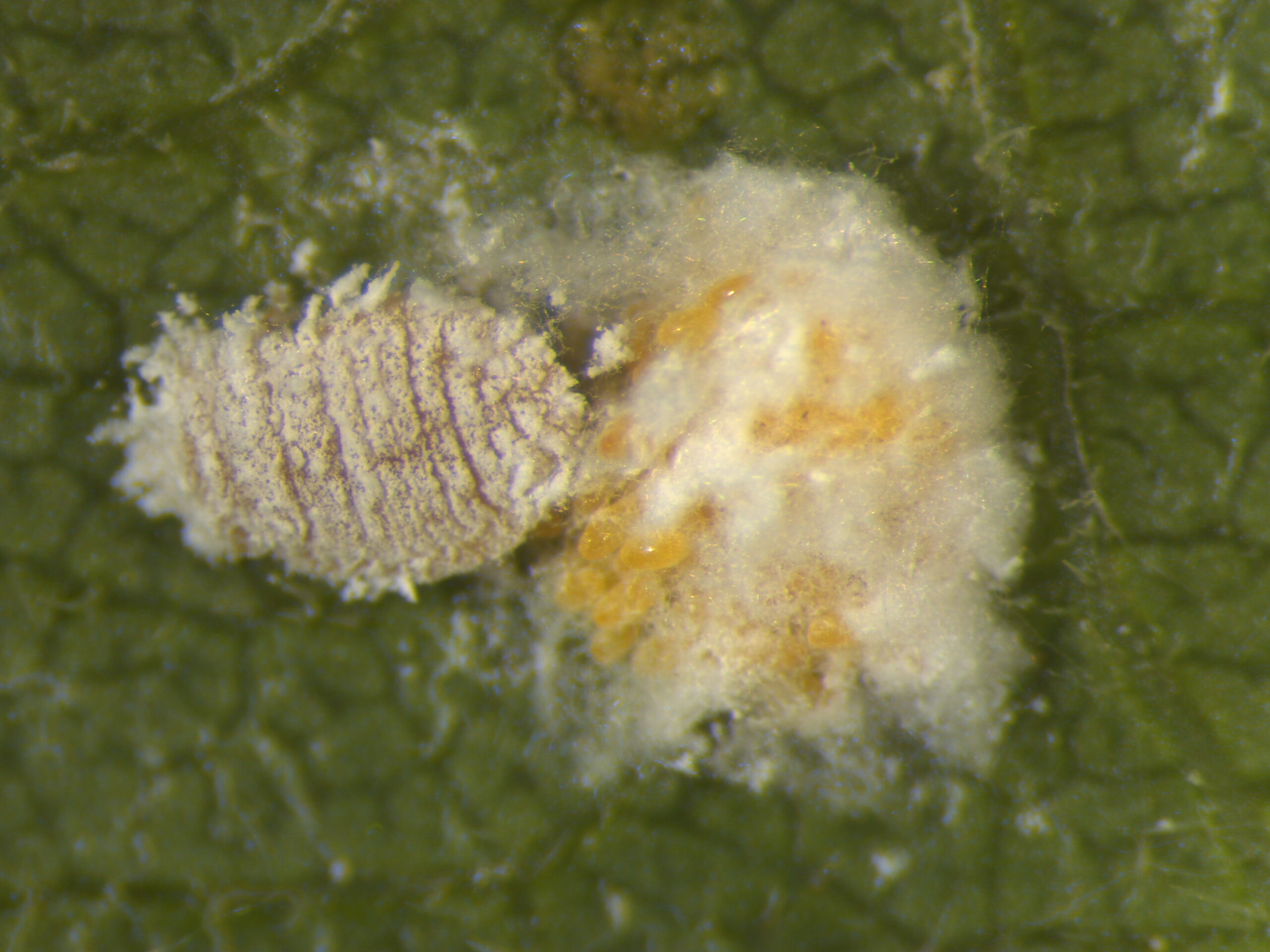cocciniglia della vite