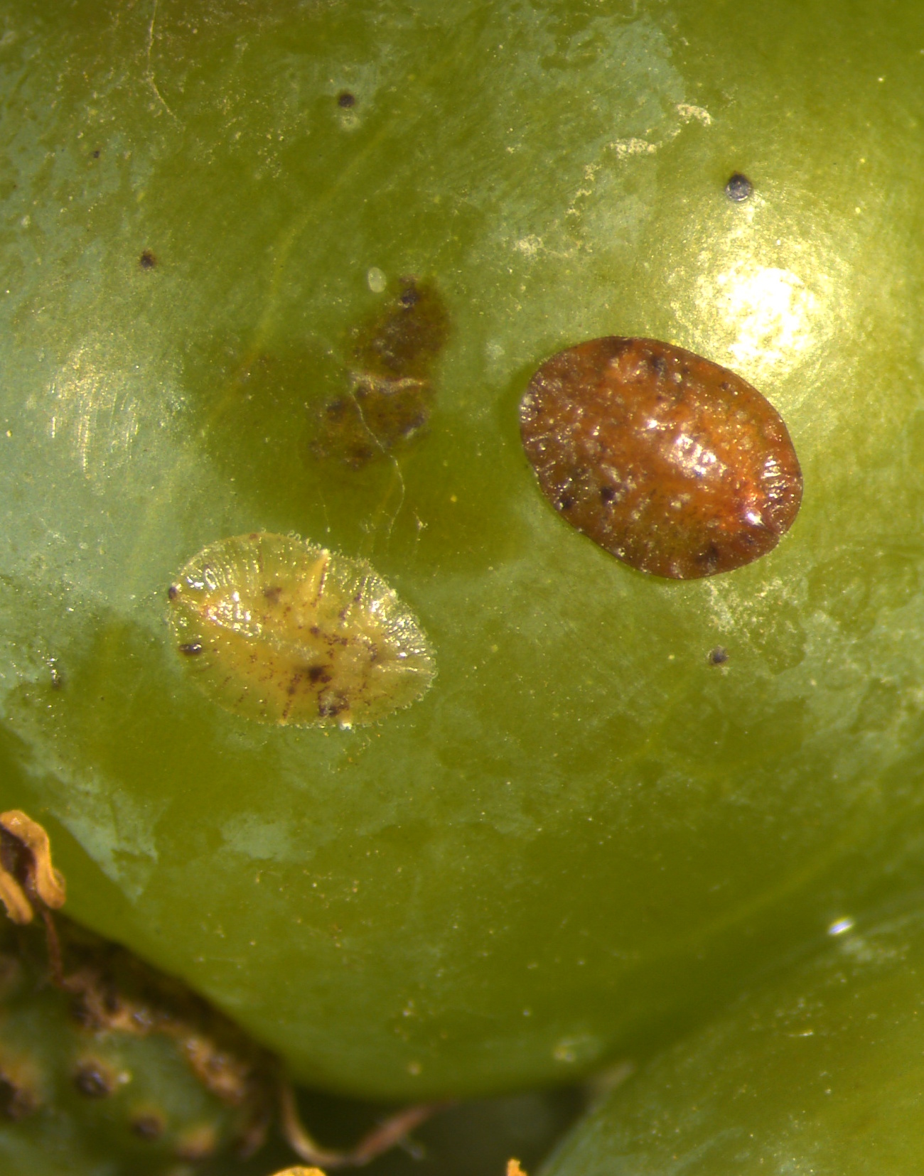 cocciniglia della vite