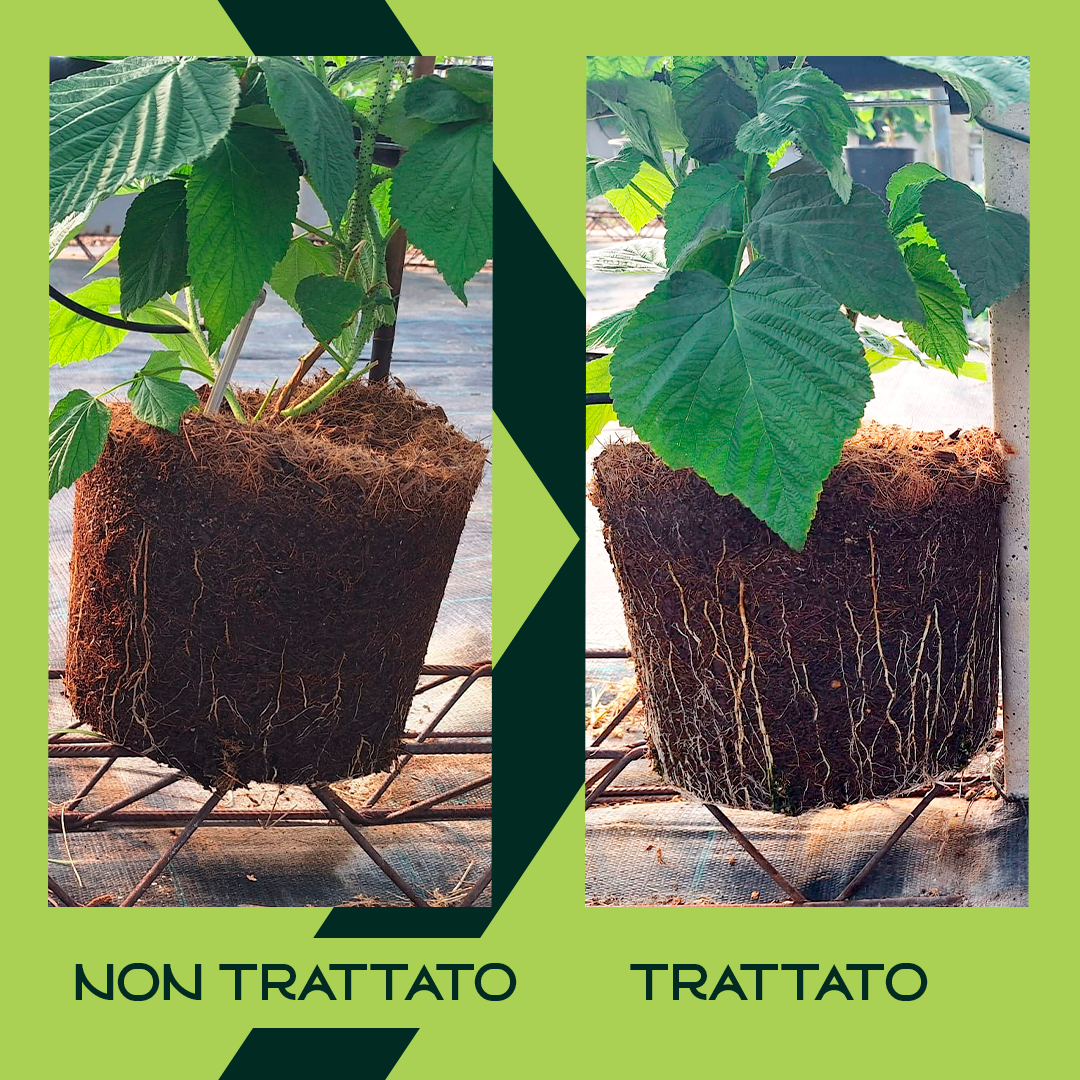 Effetti di Stimuter su crescita radicale